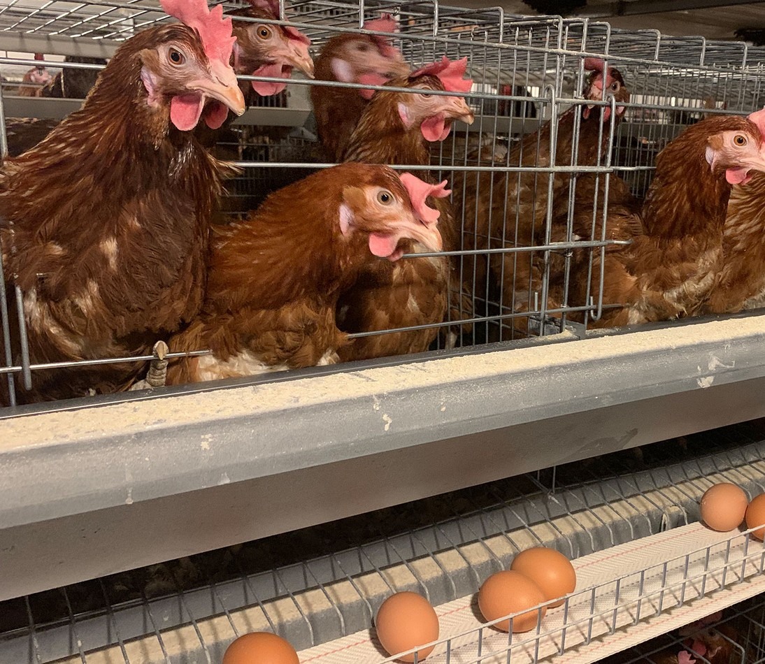 Cage front, feed trough and egg path