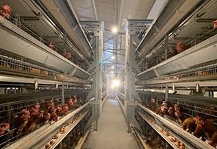 Cage row feeding trolley
