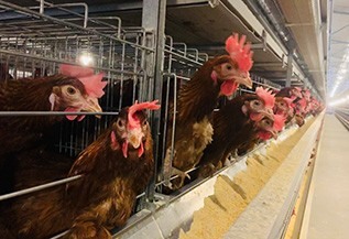 Continuous feed trough edge