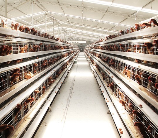 Long aisle and cage-front visibility