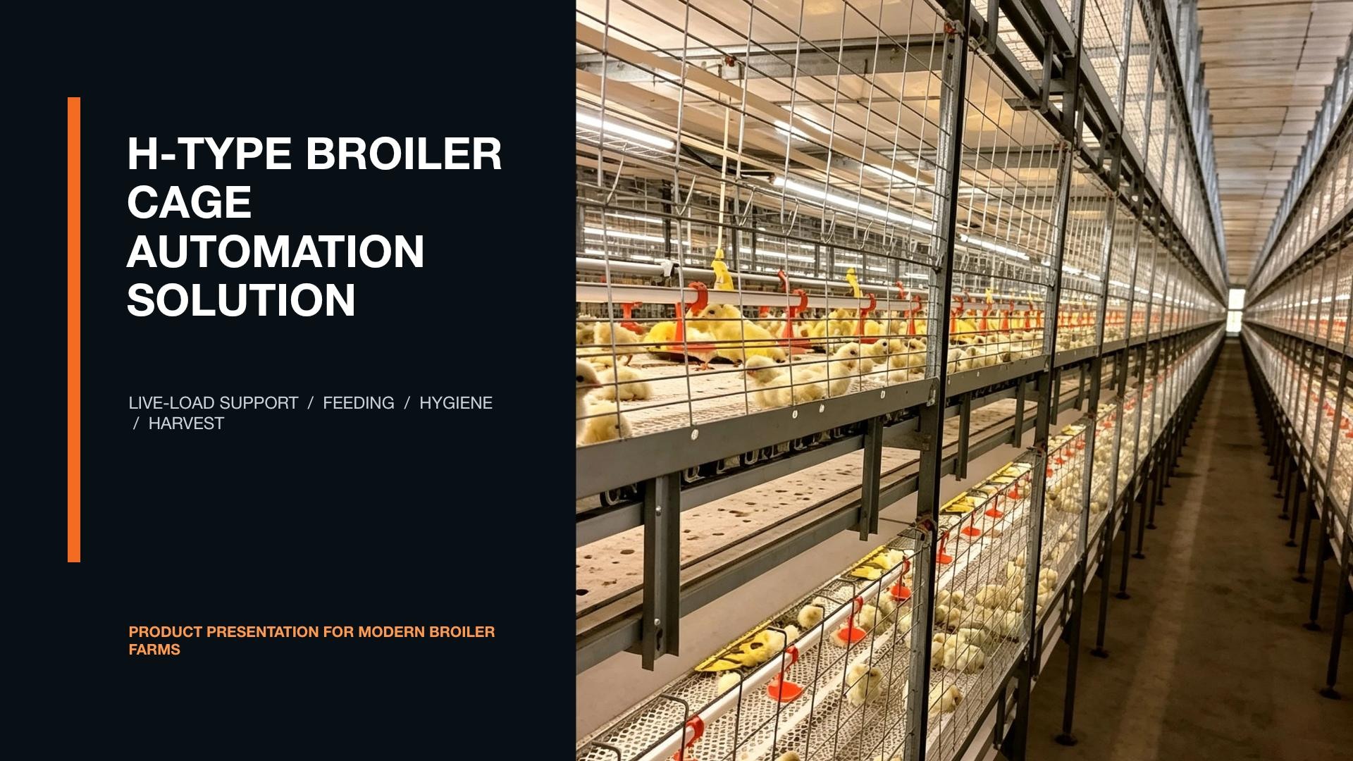 Broiler cage rows in a production house
