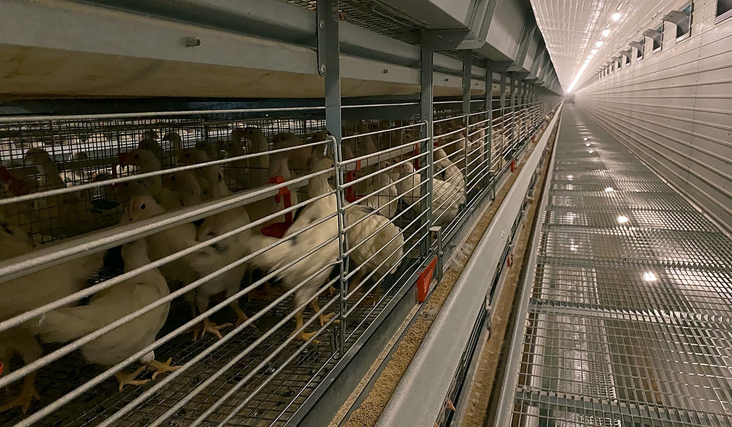 Pullet house cage rows and inspection aisle