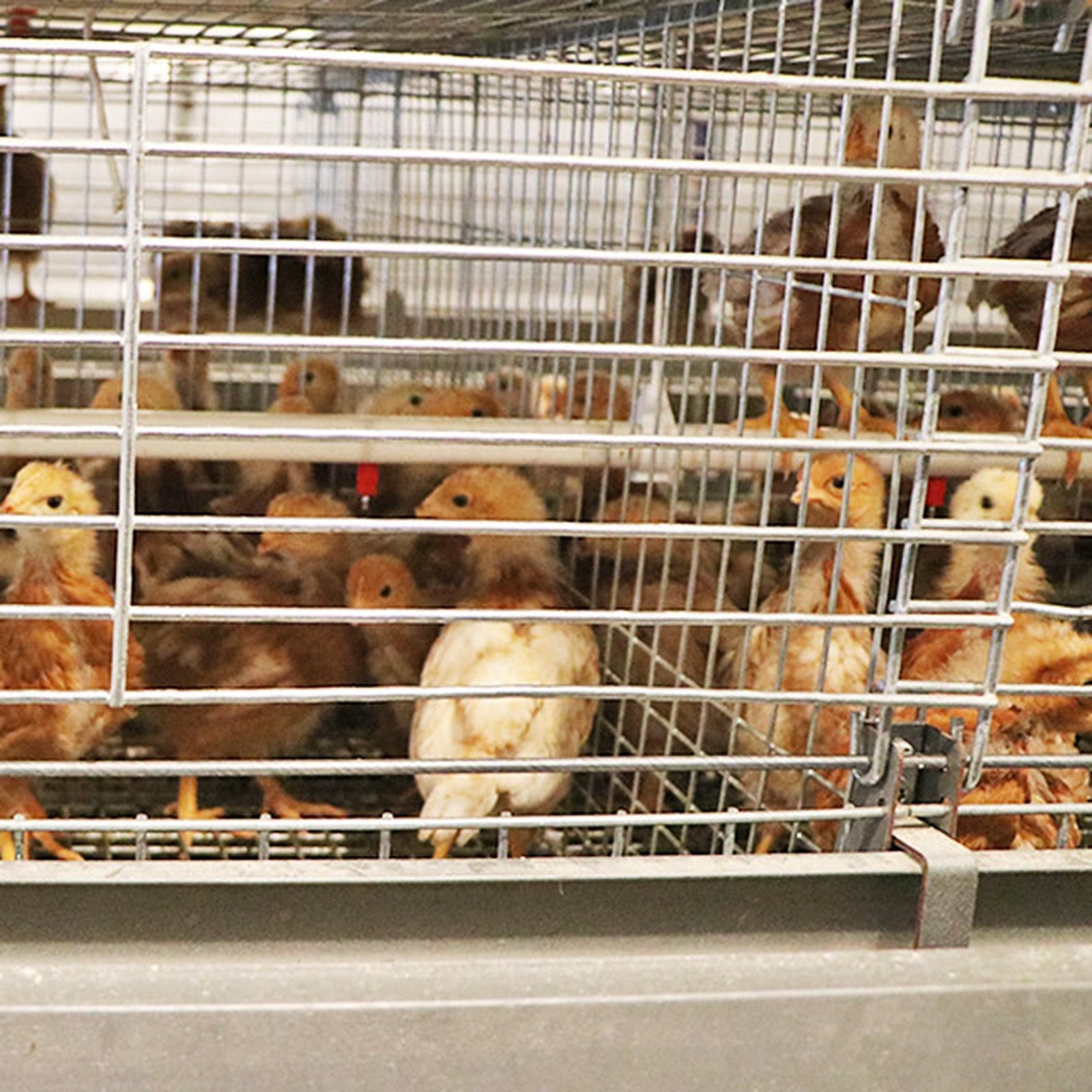 Young birds behind protective front mesh