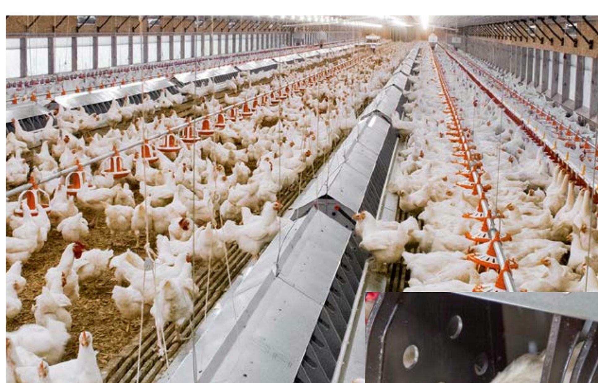 Breeder production