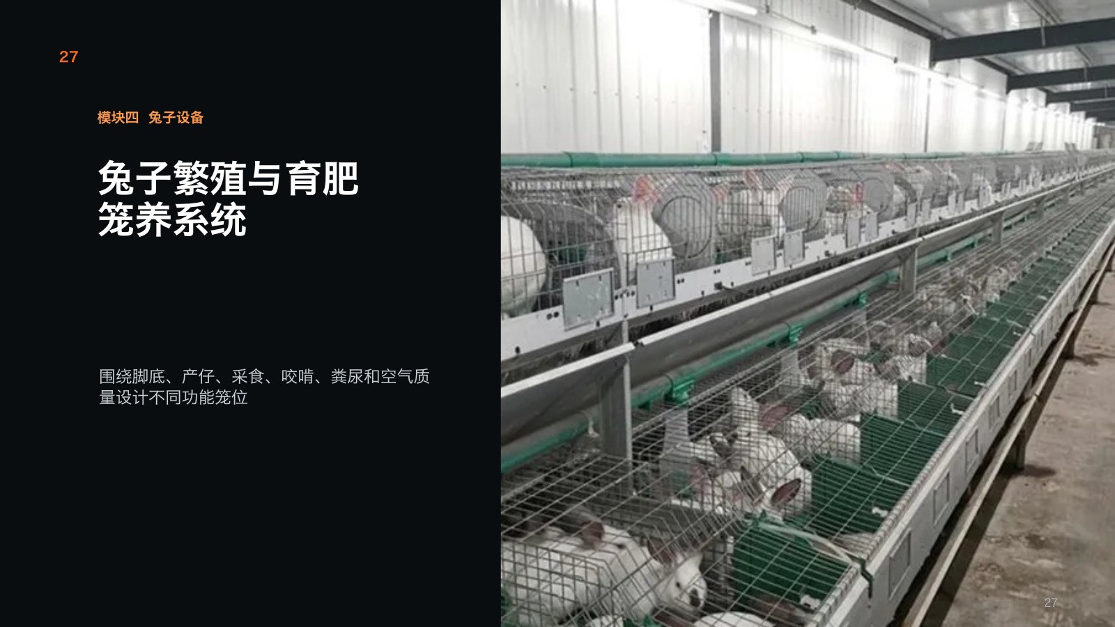 Rabbit cage rows in a production house