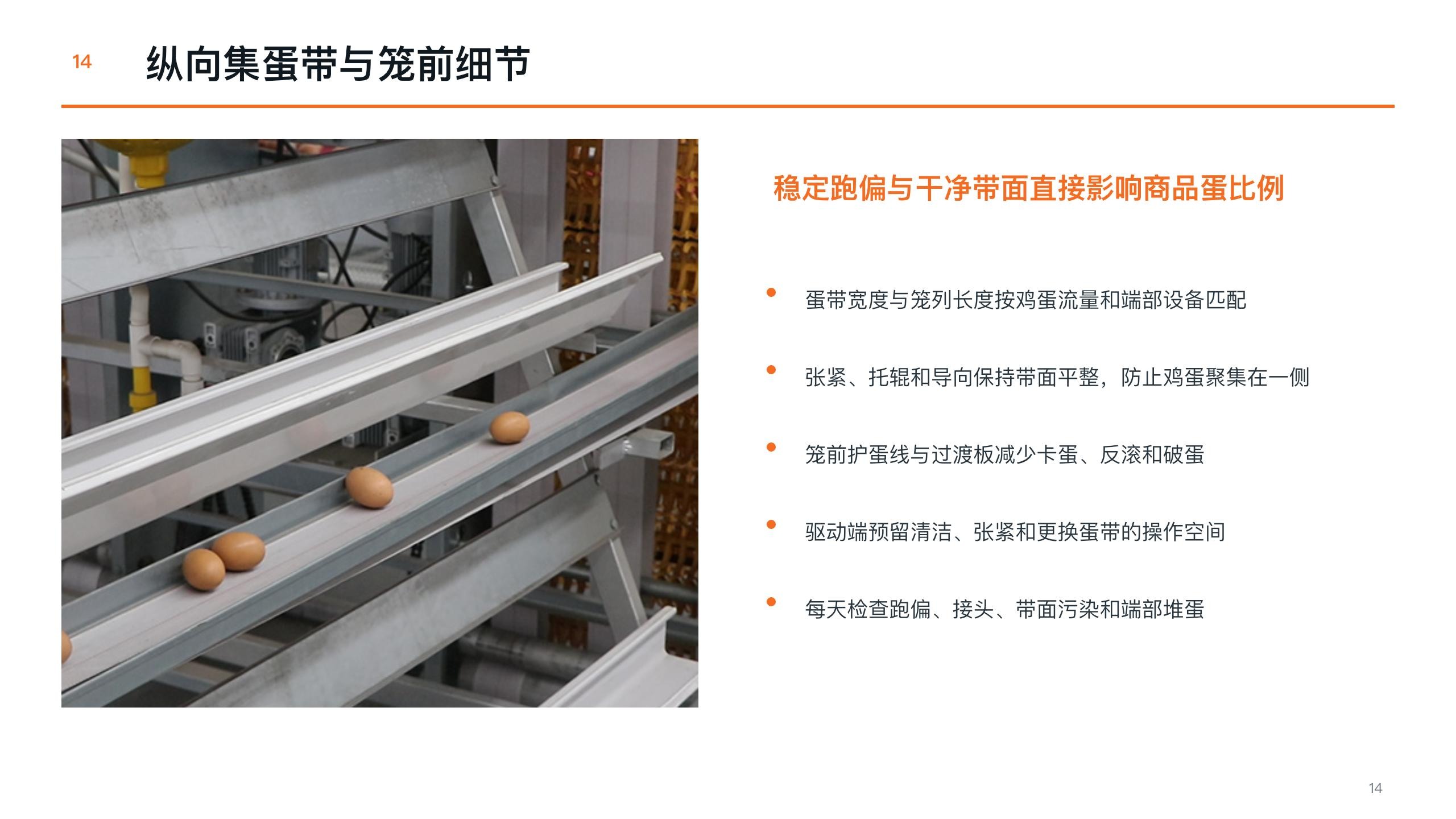 Eggs on longitudinal belt
