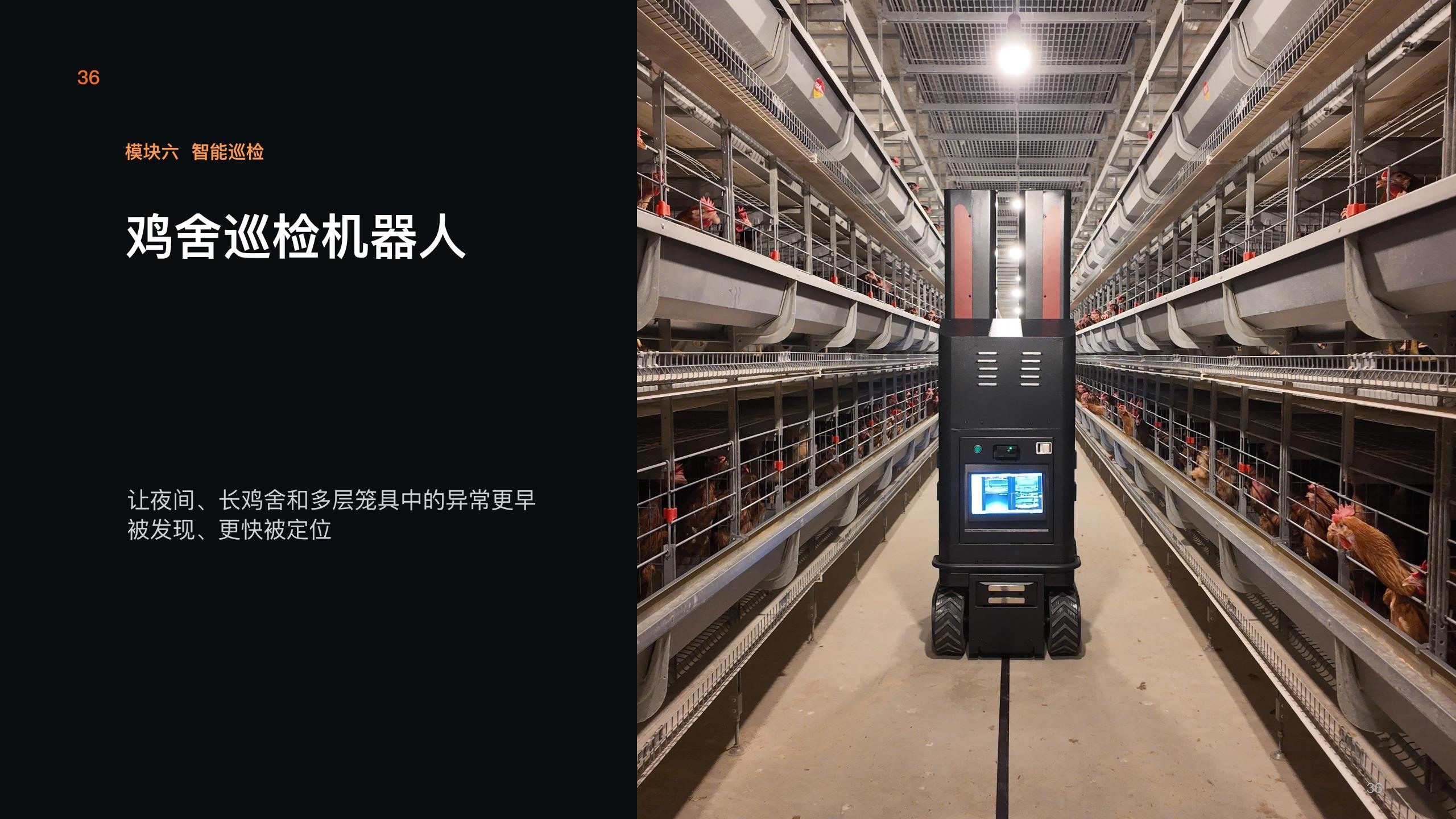 Robot on poultry-house aisle